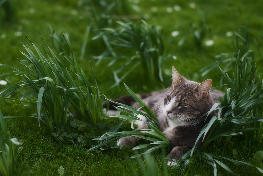 КотЭрвин для кошек: инструкция по применению